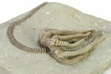 Fossil Crinoid (Agaricocrinus) - Crawfordsville, Indiana #325648-2